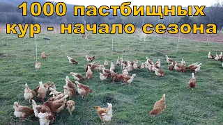 1000 пастбищных кур - начало пастбищного сезона 2023