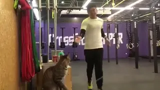 Кот дает "пять" в тренажерном зале
