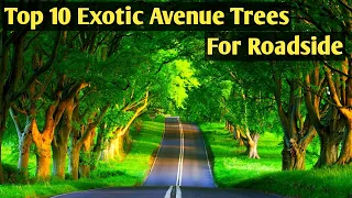 Top10 Exotic Avenue trees for Landscaping/Best trees to plant along Roadside/Avenue trees for Europe