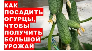 How and when to plant cucumber seedlings to get a big harvest? Our proven method