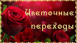 🌹🌷🌹 Красота цветочного мира 🌹🌷🌹 Переходы цветочные 🌹🌷🌹