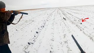 Охота на зайца по белой тропе. Разбудили косого, лежал до последнего! Вставай!!!