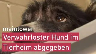 Wenn Tiere leiden | maintower