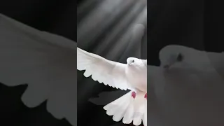 Два белых крыла 🕊, Two white wings #христианскиепесни