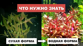 Все секреты перевода растений в подводную форму