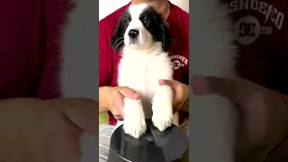 Rescued Puppy Plays Drums 😍 #shorts