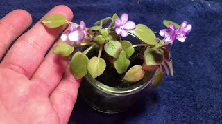 Mini African Violet Blooming - Rob’s Humpty Do - Approx 1 Year Later!