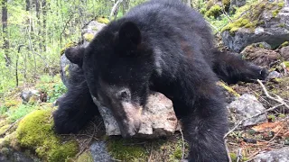 860yard Shot!!! Black Bear Hunt - Stuck N the Rut 106