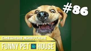 СМЕШНЫЕ ЖИВОТНЫЕ И ПИТОМЦЫ #86 АВГУСТ 2019 | Funny Pet House