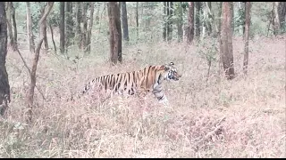 Khursapar Gate Tiger Crossing | khursapar gate pench |Pench Tiger Reserve | Tiger of Pench