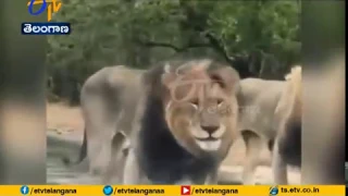 Largest Lion Pride Ever Blocking Road | In Kruger Park | South Africa