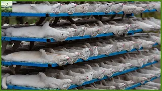 How to Mink Fur Harvest and Processing in Factory | Food Factory- Modern Agriculture