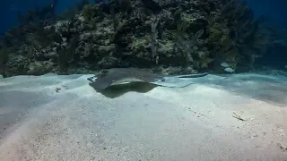 Stingray at Sombrero Reef