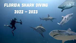 Shark Diving with Emerald Charters in 2023 (4K)