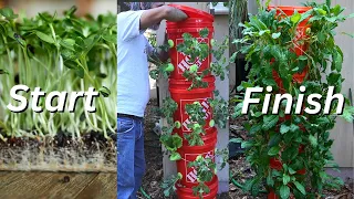 Easy Way to Start Plants for Your Garden Tower