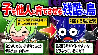 人間だったらヤバすぎる子育て！？托卵する習性を持つ狡猾すぎる鳥、カッコウに転生すると...