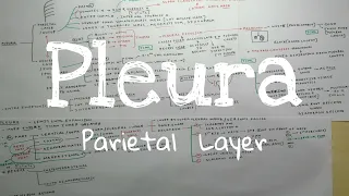 Pleura- 3, Parietal Layer (Chart) | TCML | The Charsi of Medical Literature