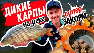 Рыбалка на фидер! Дикий карп на реке Свислочь. Тактика закорма. Как ловить карпа на реке?