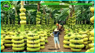 The Most Modern Agriculture Machines That Are At Another Level , How To Harvest Bananas In Farm ▶6