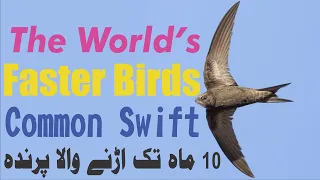 These Birds Can Fly Almost 10 Months Without Landing - Reality Raaz Urdu/Hindi