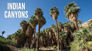 Indian Canyons: Hiking Palm Canyon & Andreas Canyon in Palm Springs