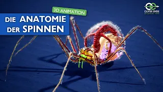 Die fantastische Anatomie der Spinnen - alles, was du wissen musst