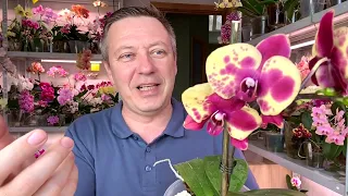 будущее орхидеи без точки роста // ОПАСНЫ ли водоросли для орхидей // орхидея Флэминг Джаз