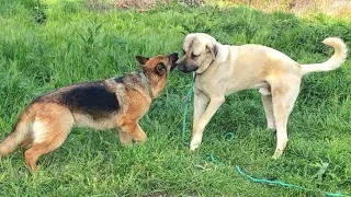 German Shepherd Dana and her huge friend Kangal Batyr.