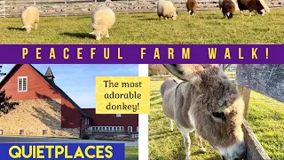 Peaceful Farm Walk & Adorable Animals! Springton Manor Farm, Chester County Pennsylvania!