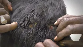 Mango Worm Extraction from a Dehydrated Stray Dog's Entire Body
