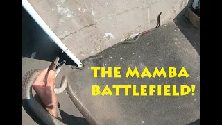 THE MAMBA BATTLEFIELD!