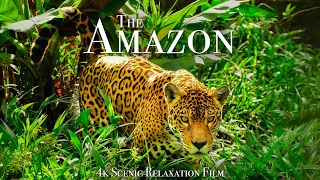 The Amazon 4K - Scenic Wildlife Film With Calming Music