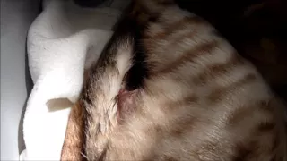 How to make a Bengal cat happy.Baby’s first kittens are born.