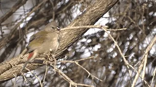 Red-browed Finch (Neochmia temporalis) | Corryong, Victoria (AUSTRALIA)