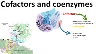 Co-factors and Co-enzymes: Enzymology 101