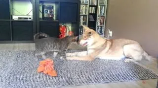 Saarlooswolfdog playing with cat