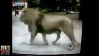 Asiatic Lion Chases Male Siberian Tiger