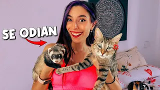 MIS GATOS CONOCEN A MI BEBÉ HURÓN | Lyna Vallejos