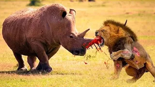 OMG ! rhino vs lion bomb video | african safari | wild animals attack