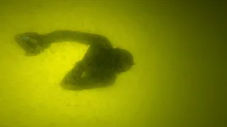 Freediving during Low Visibility Bloom