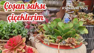 ENHANCER SUPPLEMENT'le çiçek çoğaltmak çok kolay #deutschland #türkiye #antika #çiçek #azerbaycan