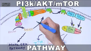 PI3k/AKT/mTOR Pathway