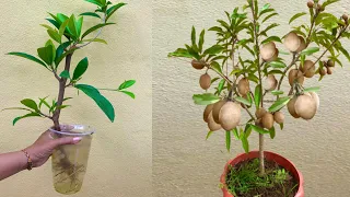 Creative Method Grafting Sapodilla Tree with banana and Aloe Vera