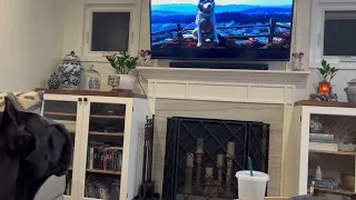 BRAXI watching Doggie TV