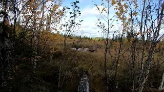 Septemberjakt på älg med PN Jakt