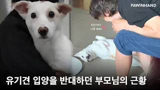 강아지 데려오지 말라던 부모님, 강아지 껌딱지가 되기까지 💛✨ㅣ유기동물 입양ㅣ유기견입양ㅣ유기견 입양후기ㅣ입양 후 변화