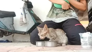 Stray Kittens Rescued Orphan Kittens With Severe Eye Infection || Cleaning Dirty Infected Eyes
