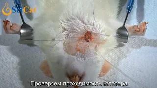 Катетеризация лабораторных животных