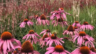 ECHINACEA WATERCOLOUR PAINTING AND CHAT