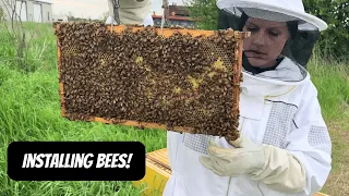 Installing Bees On The Homestead